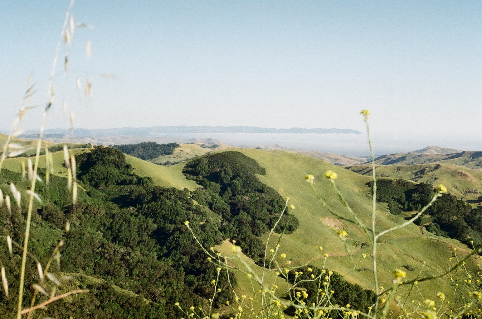 A scenic landscape photograph of rolling green hills under a pale blue sky, with blurred wild grasses in the foreground.